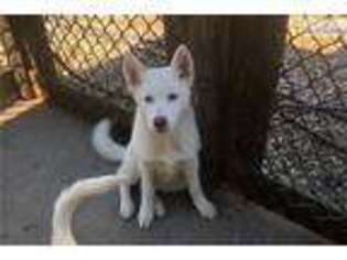 Siberian Husky Puppy for sale in Lynchburg, VA, USA