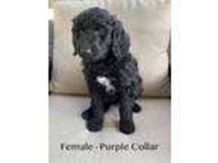 Mutt Puppy for sale in Exeter, CA, USA