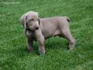 Weimaraner Puppy for sale in Joes, CO, USA