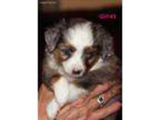 Miniature Australian Shepherd Puppy for sale in Yale, OK, USA