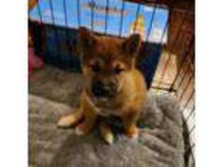 Shiba Inu Puppy for sale in Annandale, VA, USA