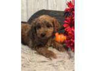 Goldendoodle Puppy for sale in Lagrange, IN, USA