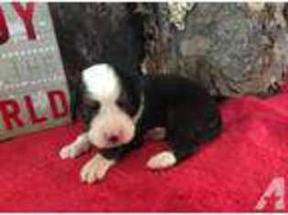 Bernese Mountain Dog Puppy for sale in LEO, IN, USA