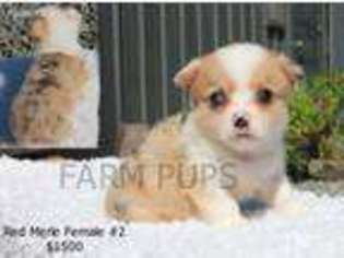 Pembroke Welsh Corgi Puppy for sale in Mount Airy, NC, USA