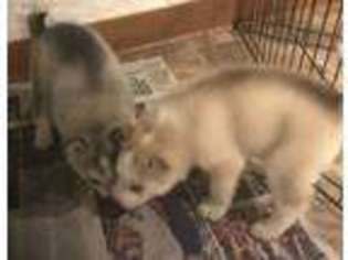 Siberian Husky Puppy for sale in Massillon, OH, USA