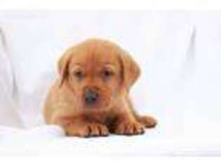 Labrador Retriever Puppy for sale in Newmanstown, PA, USA