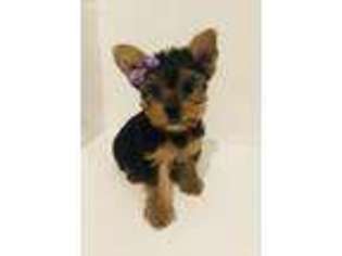 Yorkshire Terrier Puppy for sale in Bristow, VA, USA