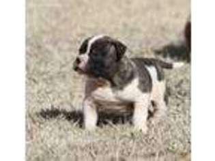 American Bulldog Puppy for sale in Norman, OK, USA