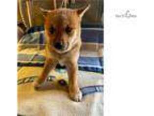 Shiba Inu Puppy for sale in Knoxville, TN, USA