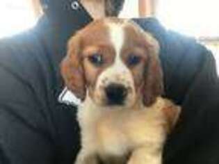 Brittany Puppy for sale in Otley, IA, USA