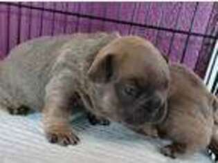 French Bulldog Puppy for sale in Marion, IA, USA