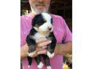 Bernese Mountain Dog Puppy for sale in Scottsboro, AL, USA