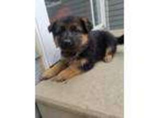 German Shepherd Dog Puppy for sale in Rock Valley, IA, USA