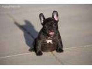 French Bulldog Puppy for sale in Corning, CA, USA