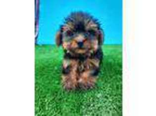 Yorkshire Terrier Puppy for sale in Darien, IL, USA