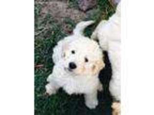 Goldendoodle Puppy for sale in Crows Landing, CA, USA