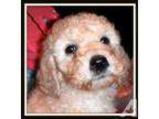 Mutt Puppy for sale in ROCHESTER, MA, USA