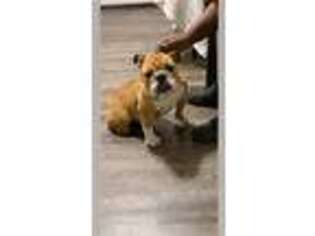 Bulldog Puppy for sale in Saginaw, MI, USA