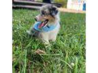 Australian Shepherd Puppy for sale in Valdese, NC, USA