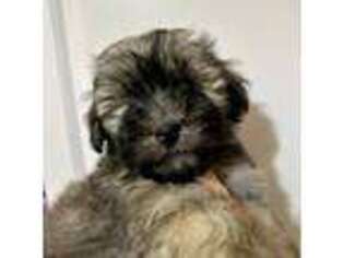Havanese Puppy for sale in Etters, PA, USA