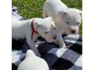Dogo Argentino Puppy for sale in Daingerfield, TX, USA