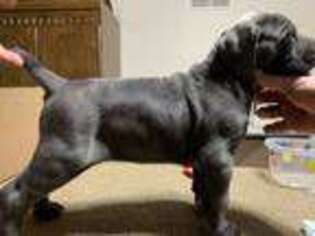 Cane Corso Puppy for sale in Struthers, OH, USA
