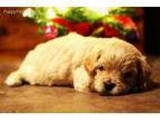 Cavapoo Puppy for sale in Covington, OH, USA