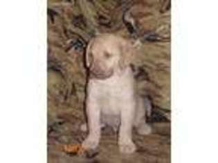 Chesapeake Bay Retriever Puppy for sale in Hinckley, MN, USA