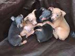 Miniature Pinscher Puppy for sale in Comer, GA, USA