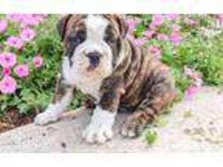 Olde English Bulldogge Puppy for sale in Madisonburg, PA, USA