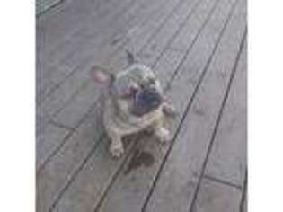 French Bulldog Puppy for sale in Chelan, WA, USA
