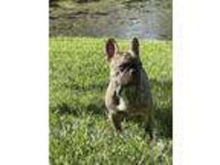 French Bulldog Puppy for sale in Seminole, FL, USA