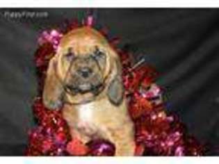 Bloodhound Puppy for sale in Nashville, AR, USA