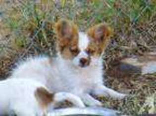 Chihuahua Puppy for sale in COMANCHE, TX, USA
