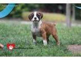 Boxer Puppy for sale in Dundee, OH, USA