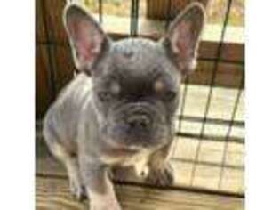 French Bulldog Puppy for sale in Hartsville, TN, USA
