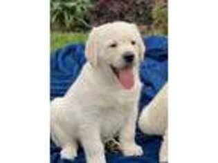 Labrador Retriever Puppy for sale in Enterprise, OR, USA