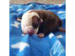 Bulldog Puppy for sale in Westfield, WI, USA