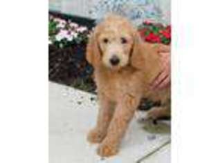 Labradoodle Puppy for sale in Berlin, OH, USA