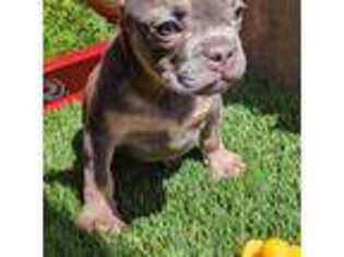 French Bulldog Puppy for sale in San Jose, CA, USA