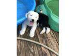 Old English Sheepdog Puppy for sale in Franklin, OH, USA
