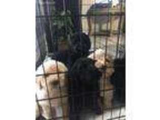 Labradoodle Puppy for sale in Melbourne, FL, USA