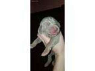 Weimaraner Puppy for sale in Vancouver, WA, USA