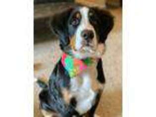 Bernese Mountain Dog Puppy for sale in Alpharetta, GA, USA