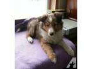 Shetland Sheepdog Puppy for sale in CHASE, MI, USA