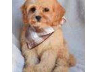 Cavapoo Puppy for sale in Midland, NC, USA