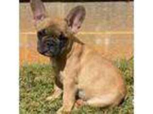 French Bulldog Puppy for sale in Cecilia, KY, USA
