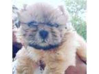 Mutt Puppy for sale in Jefferson, MA, USA