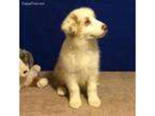 Australian Shepherd Puppy for sale in Elkmont, AL, USA