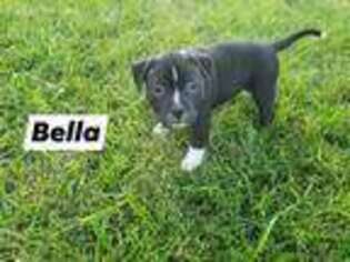 Staffordshire Bull Terrier Puppy for sale in Piedmont, SD, USA